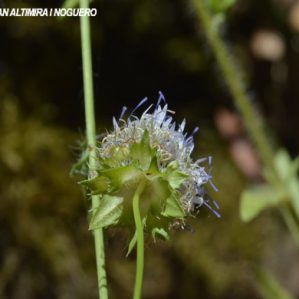 Jasione crispa subsp. sessiliflora