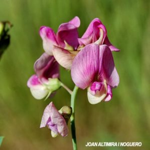 Lathyrus cirrhosus