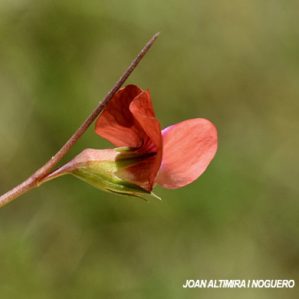 Lathyrus sphaericus