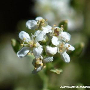 Lepidium subulatum