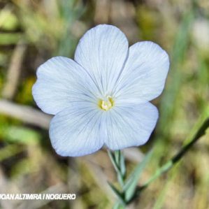 Linum narbonense var. albiflora