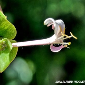 Lonicera implexa subsp. implexa