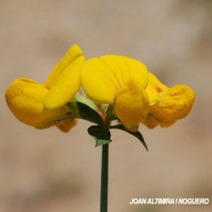 Lotus delortii