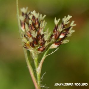 Luzula multiflora