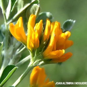 Medicago arborea subsp arborea (Nat.)