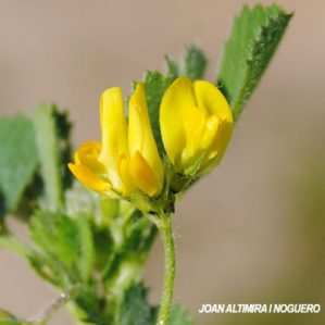 Medicago rigidula