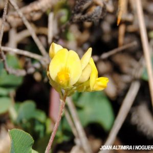 Medicago suffruticosa subsp leiocarpa