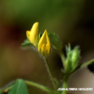 Medicago truncatula
