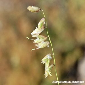 Melica minuta subsp. minuta