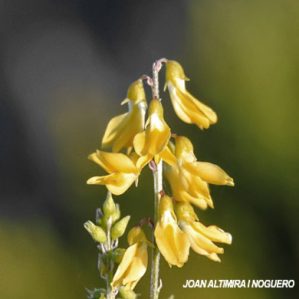 Melilotus elegans