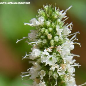 Mentha spicata