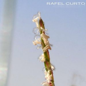 Mibora minima