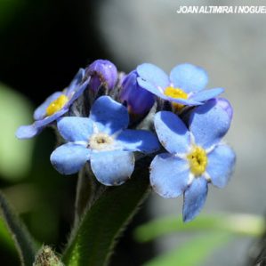 Myosotis alpestris subsp. alpestris