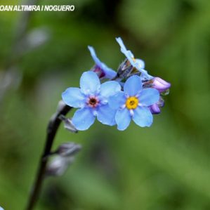 Myosotis arvensis subsp. arvensis
