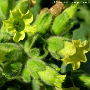 Nicotiana rustica. (Nat.)