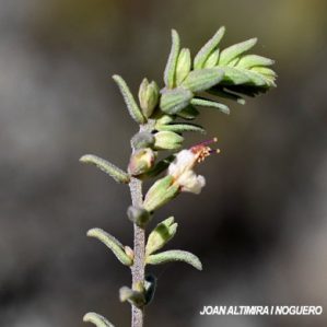 Odontites recordonii