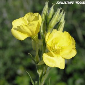 Oenothera biennis subsp biennis