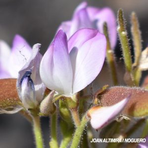Ononis tridentata subsp. angustifolia