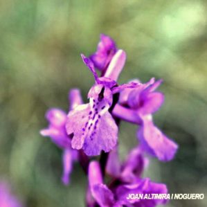 Orchis mascula subsp. tenera