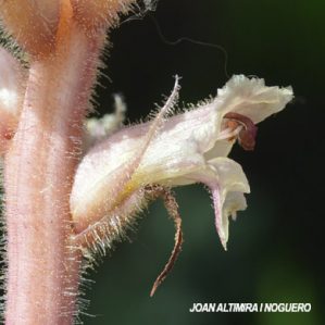 Orobanche caryophyllacea