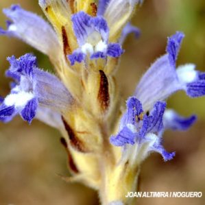 Phelipanche ramosa