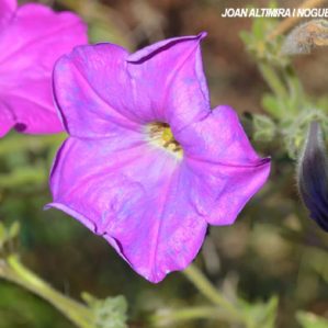 Petunia hibrida