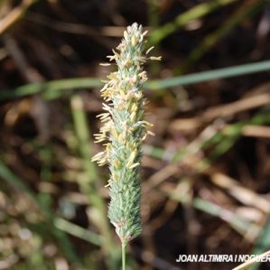 Phalaris aquatica