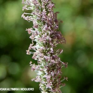 Phleum phleoides