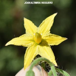 Solanum lycopersicum ( 6 pètals )