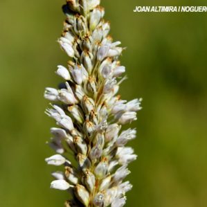Persicaria bistorta var. albiflora