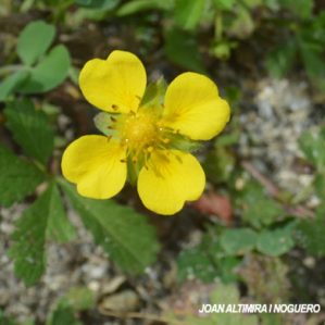 Potentilla reptans ( 4 pètals)