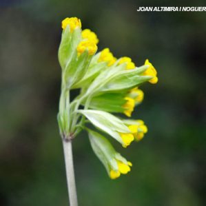 Primula x aranensis