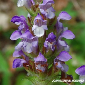 Prunella vulgaris