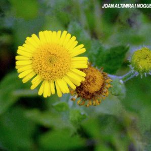 Pulicaria sicula