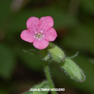 Pulmonaria affinis var. rosea