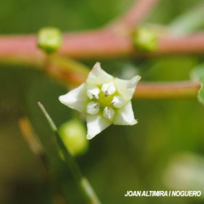 Rhamnus frangula