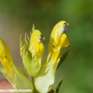 Rhinanthus angustifolius
