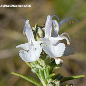 Salvia rosmarinus var. albiflora