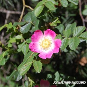 Rosa rubiginosa