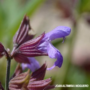 Salvia officinalis subsp. officinalis (Cult)