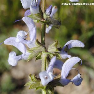 Salvia pratensis subsp. pratensis var. albiflora