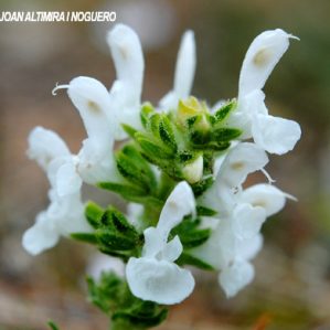 Salvia verbenaca subsp. verbenaca var. albiflora
