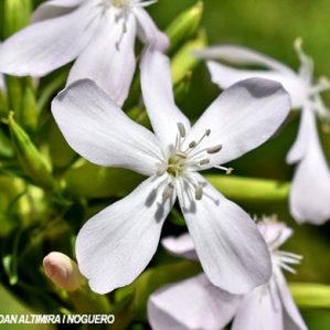Saponaria officinalis var. albiflora