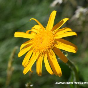 Senecio doronicum subsp. doronicum