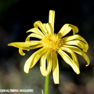 Senecio provincialis