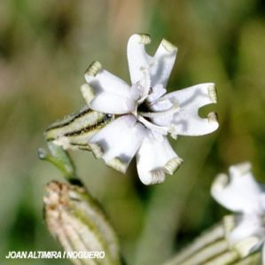 Silene ciliata var. albiflora