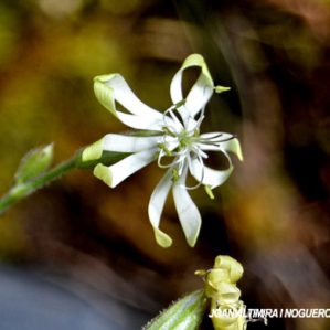 Silene nutans var. brachypoda