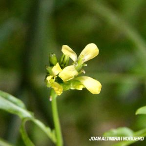 Sisymbrium orientale subsp. macroloma