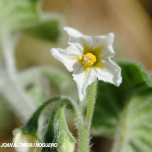 Solanum nigrum subsp.miniatum var. villosum