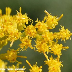 Solidago altissima subsp. altissima
